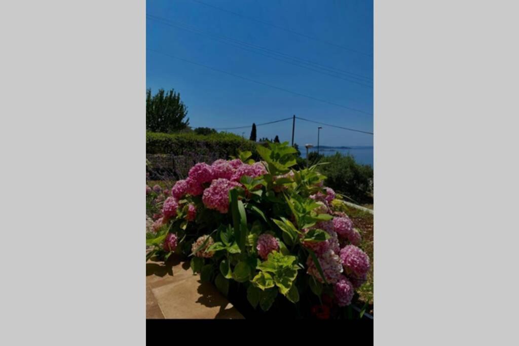 Villa Pergola -Apartment Roko Mlini Esterno foto