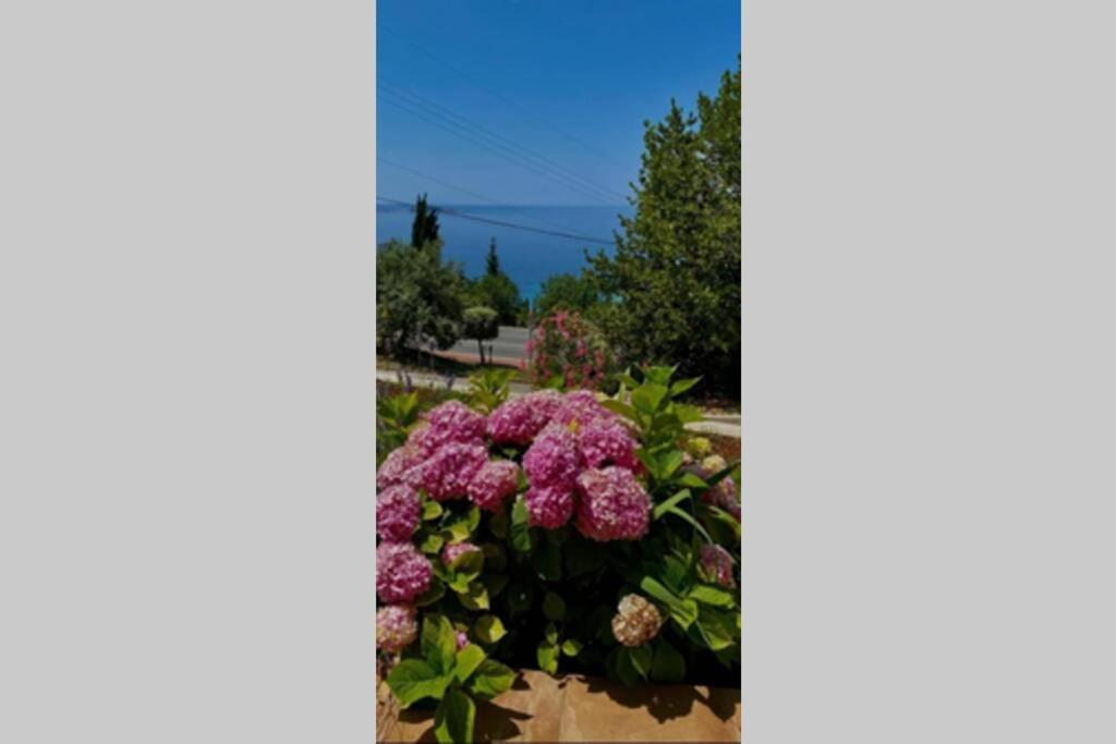 Villa Pergola -Apartment Roko Mlini Esterno foto