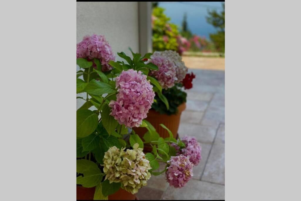 Villa Pergola -Apartment Roko Mlini Esterno foto